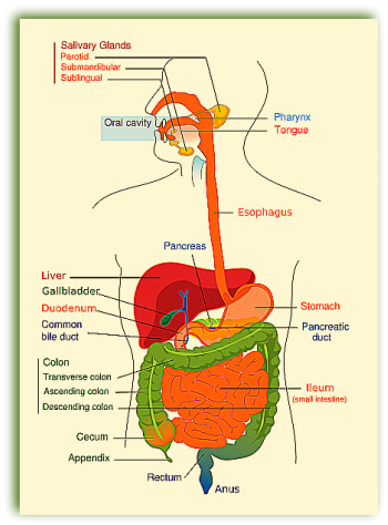 Digestive System Diagram