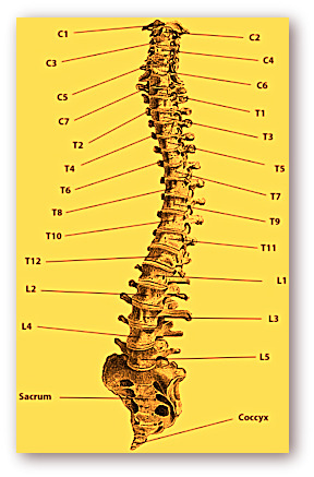 Spine Diagram