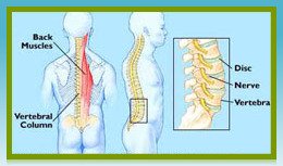 Spine Diagram